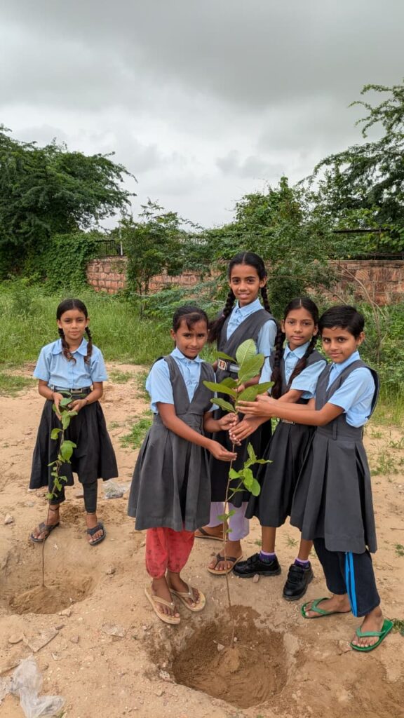 tree plantation